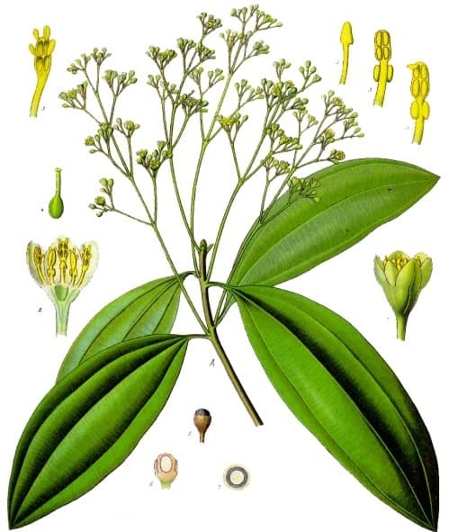 Tinh dầu quế Trung Quốc (giả quế)