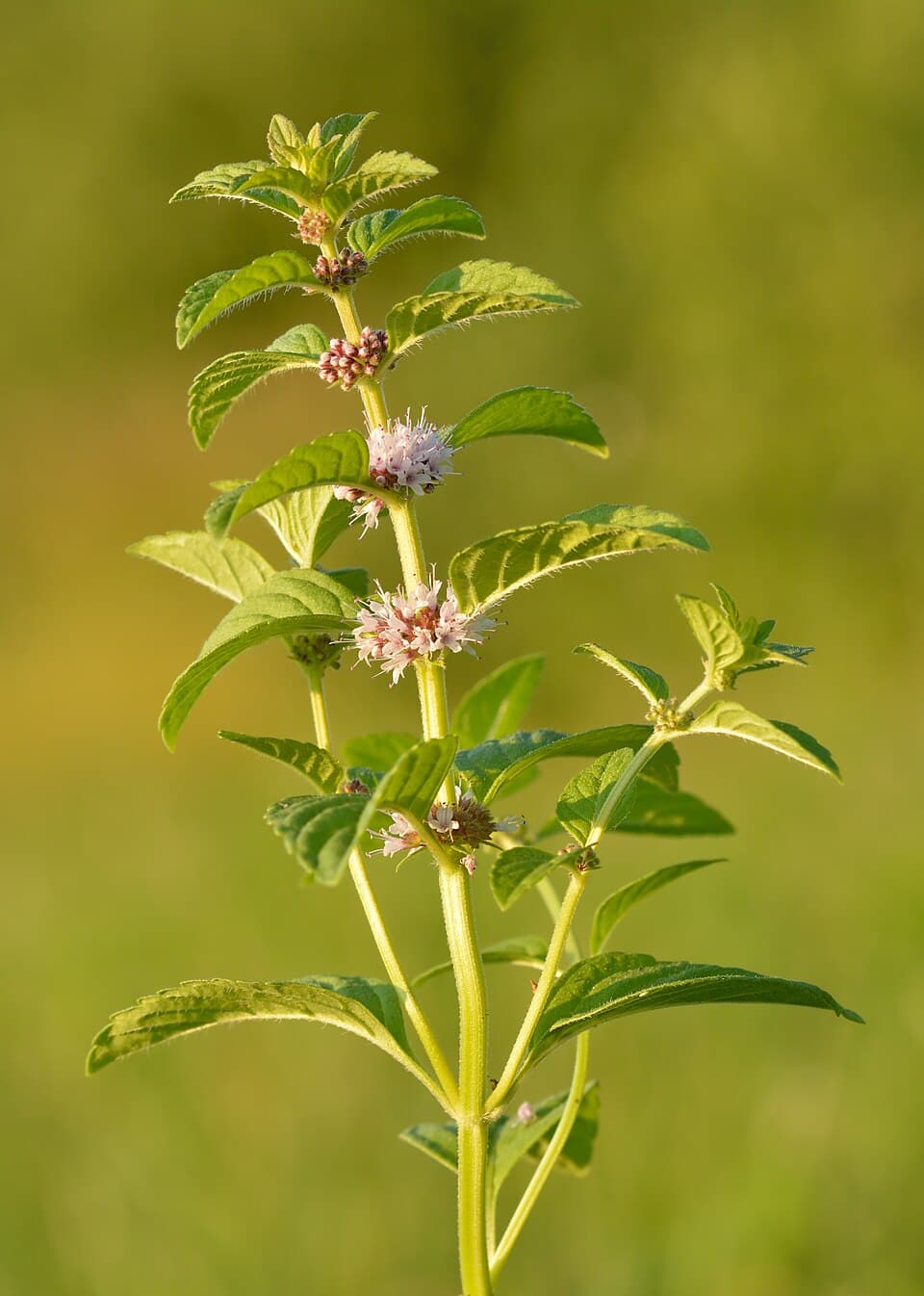 Tinh dầu bạc hà Á (Cornmint / Japanese Mint)