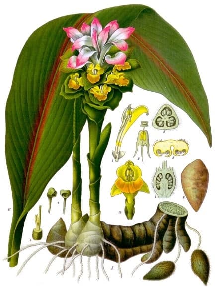 Tinh dầu nghệ (Turmeric Rhizome)