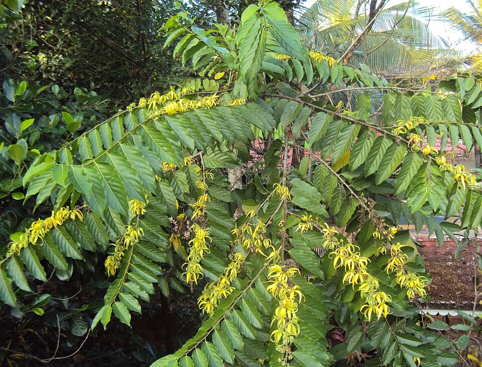 Tinh dầu hoa ylang ylang — hoa ngọc lan tây